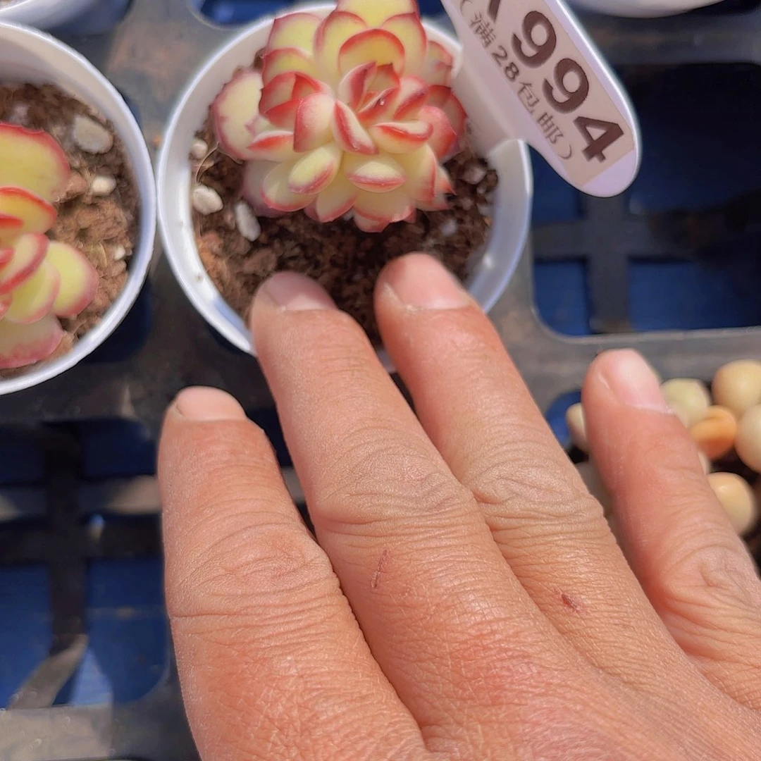 A994肉酱玫瑰一物一拍