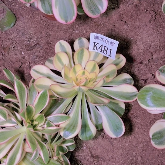 481艳姿多肉植物