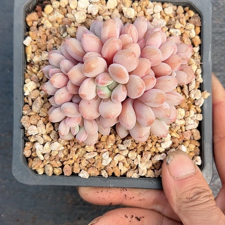 【闪购商品】珍舞奶小群