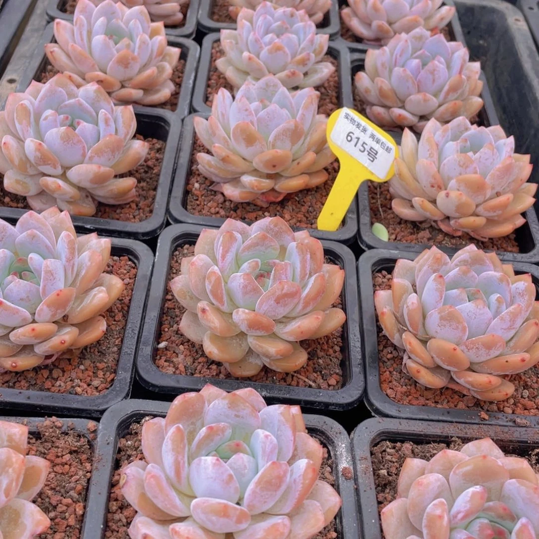 615号 冰透雪天使梦露单头2个