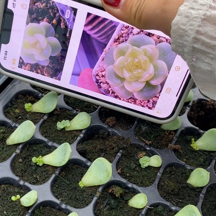 舟t12芽苗一个多肉