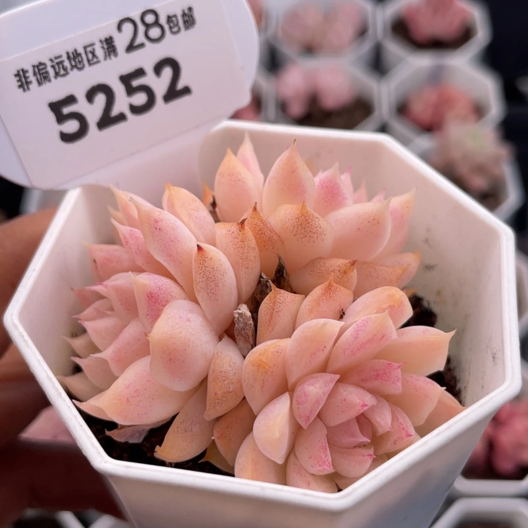 桃熏女王5252-6.0厘米