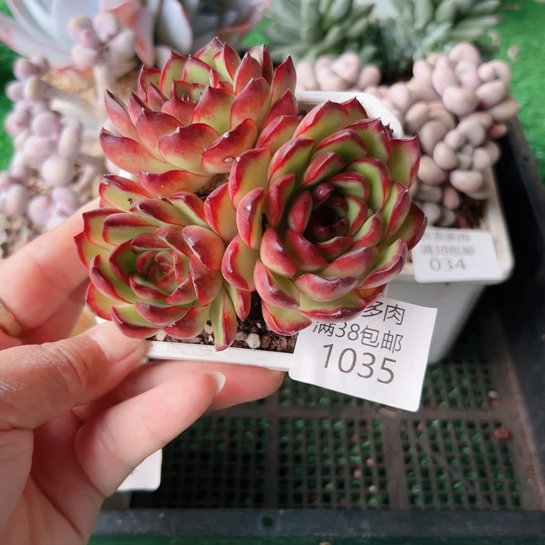 多肉一物一拍植物1035