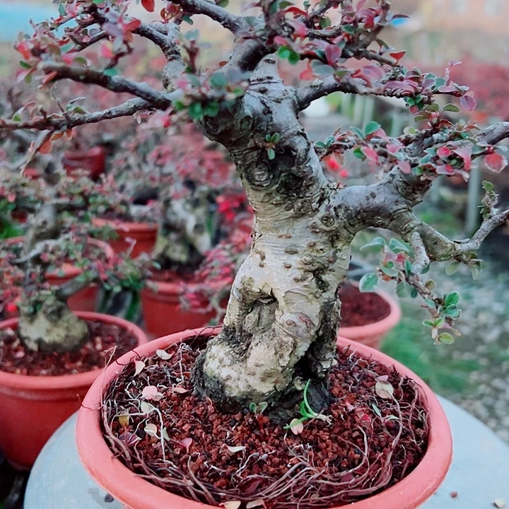江***部无花朵红花栒子，带盆包邮，漂亮