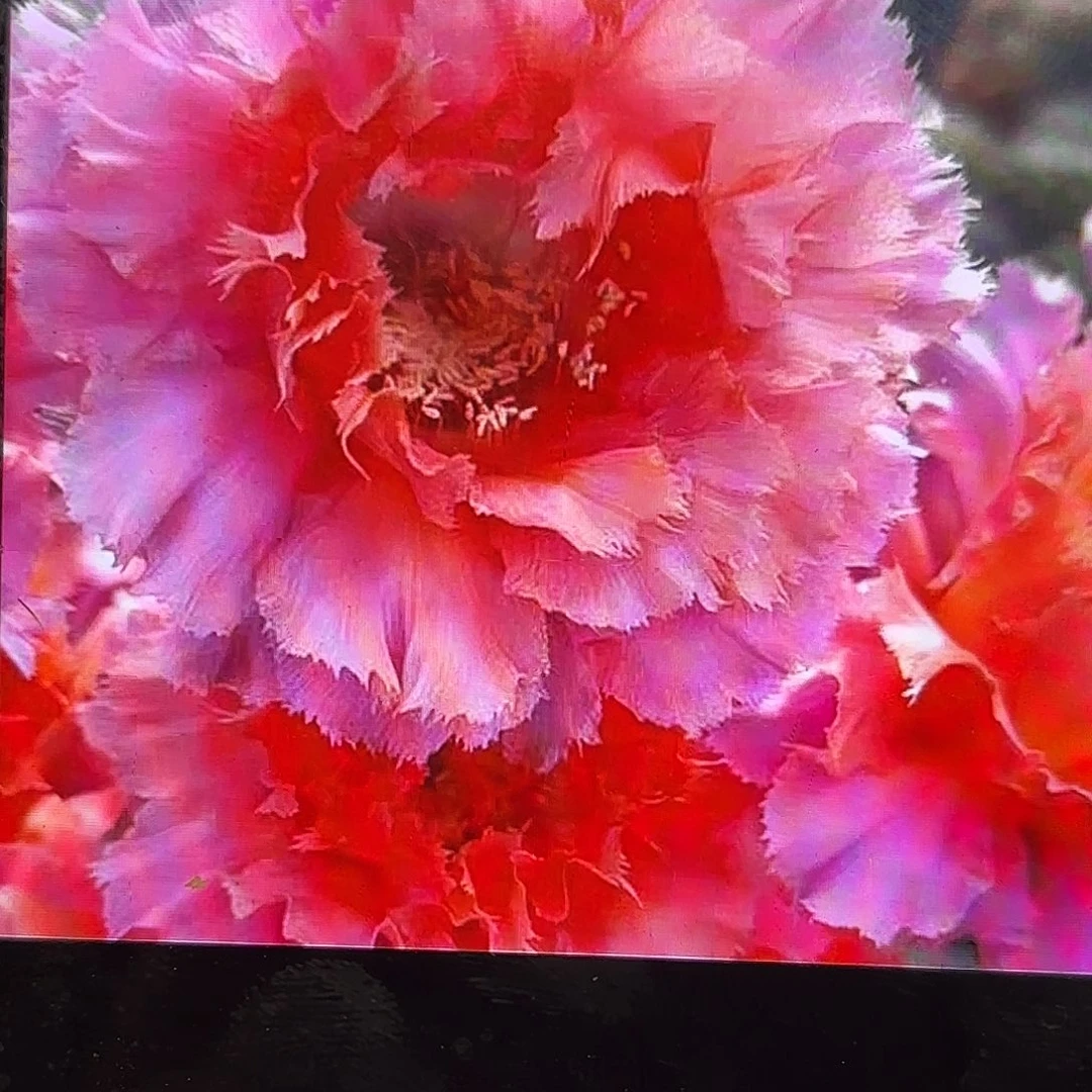 歪魅羽彩侧牙20包邮5