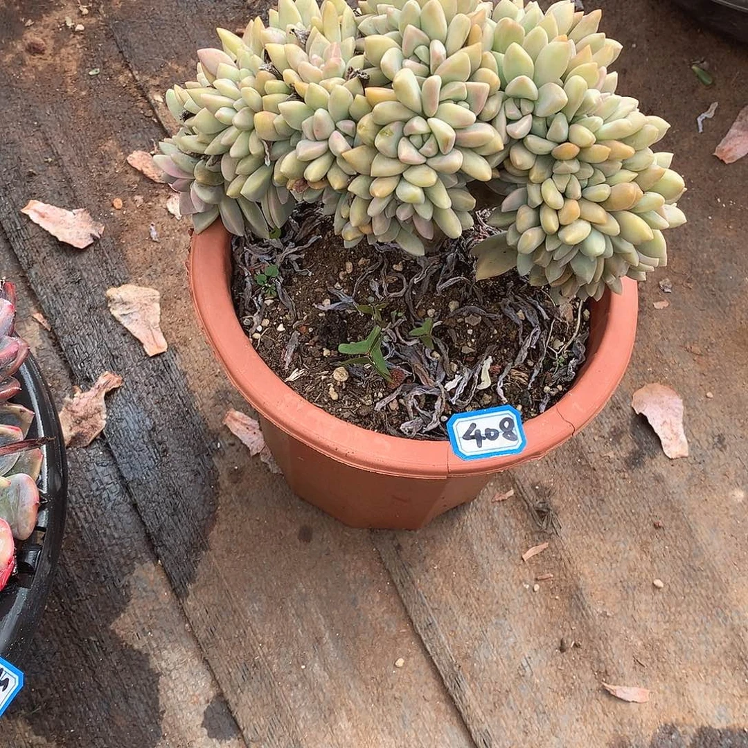 408淡雪缀一物一拍多肉