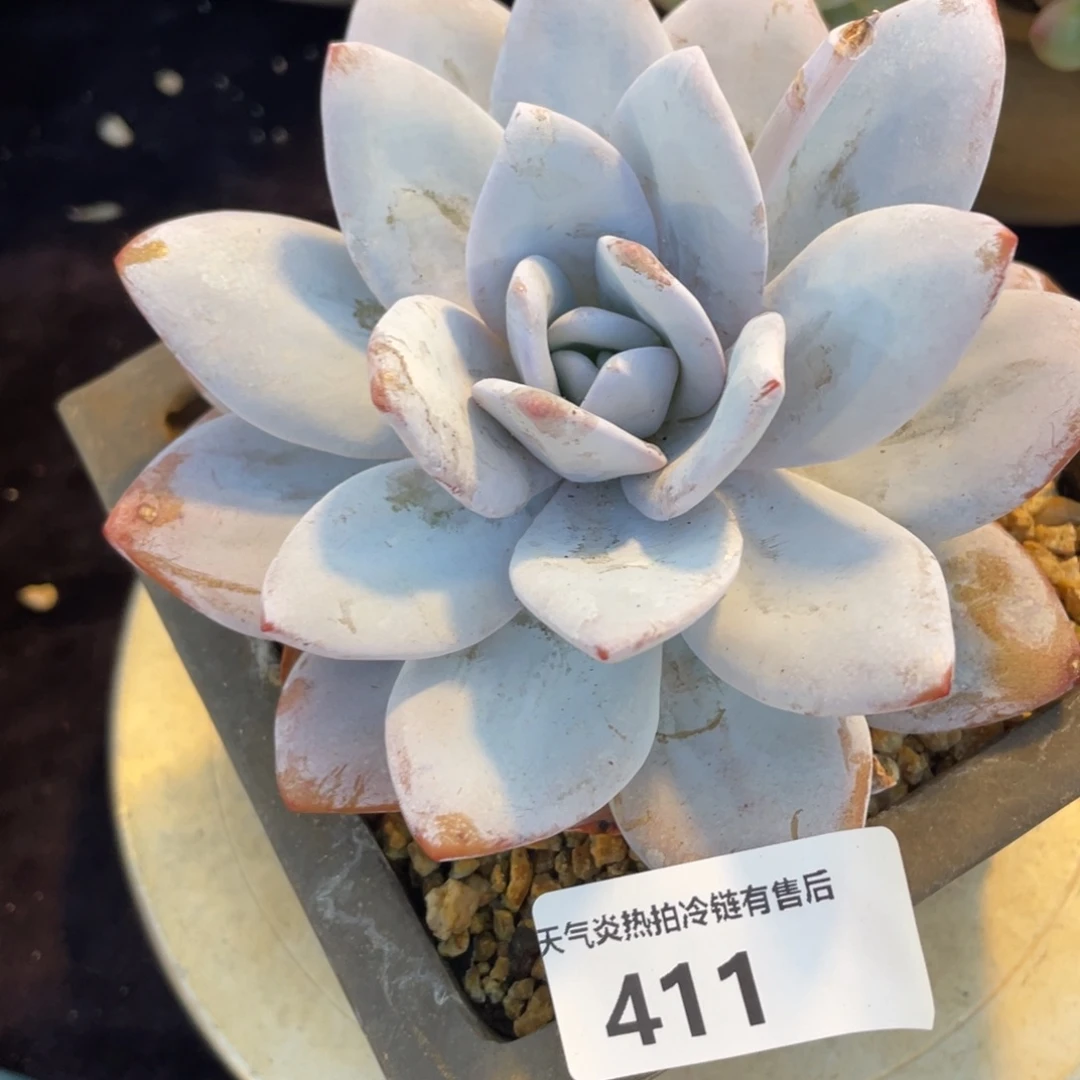 喵*酱411雪莲单头多肉植物