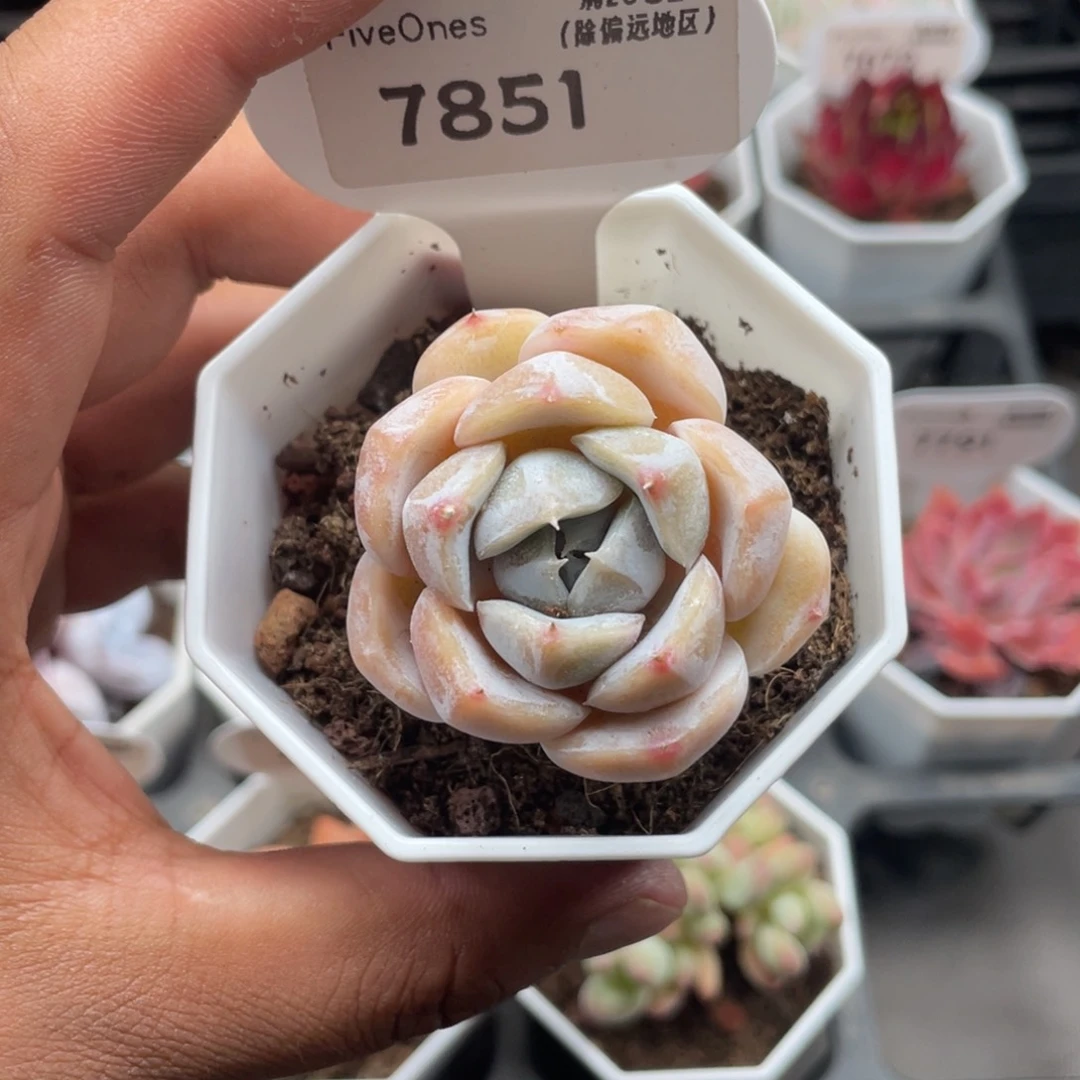 7851糖心汉堡4.0厘米