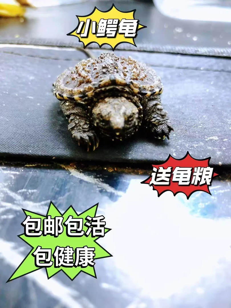 北美杂佛小鳄龟活体宠物龟观赏龟幼苗