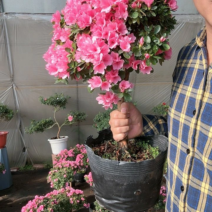 红陶嫁接蜡皮杜鹃