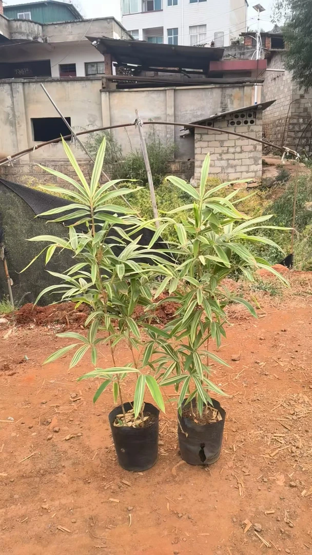 七彩红竹，大袋苗有竹鞭，易活，带土球发货