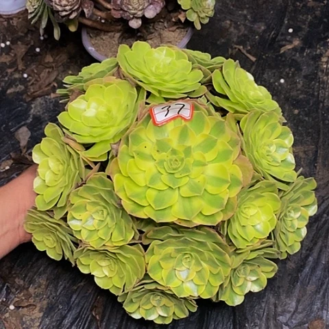 雨荷老桩捧花法师37号