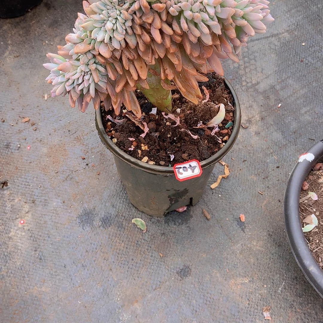 一物一拍多肉402淡雪