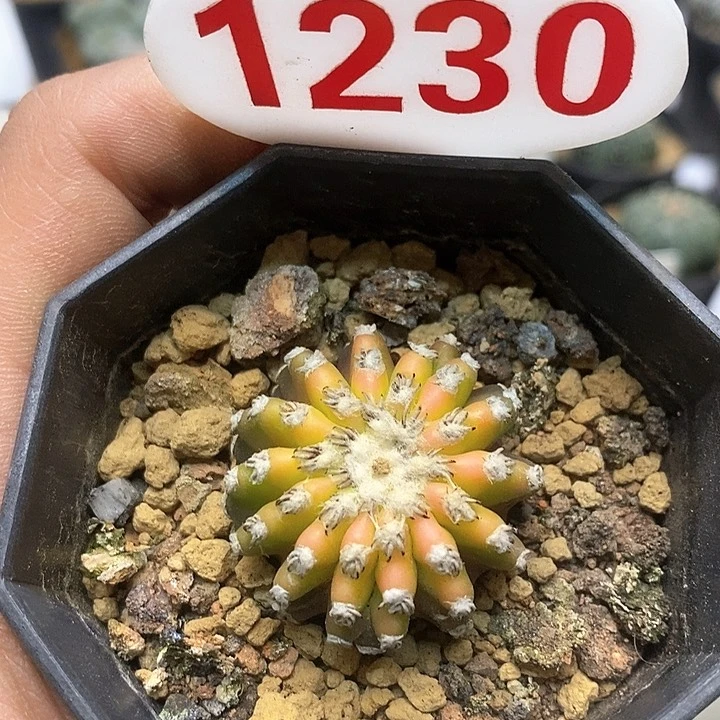 奇特黄体福利特价来了