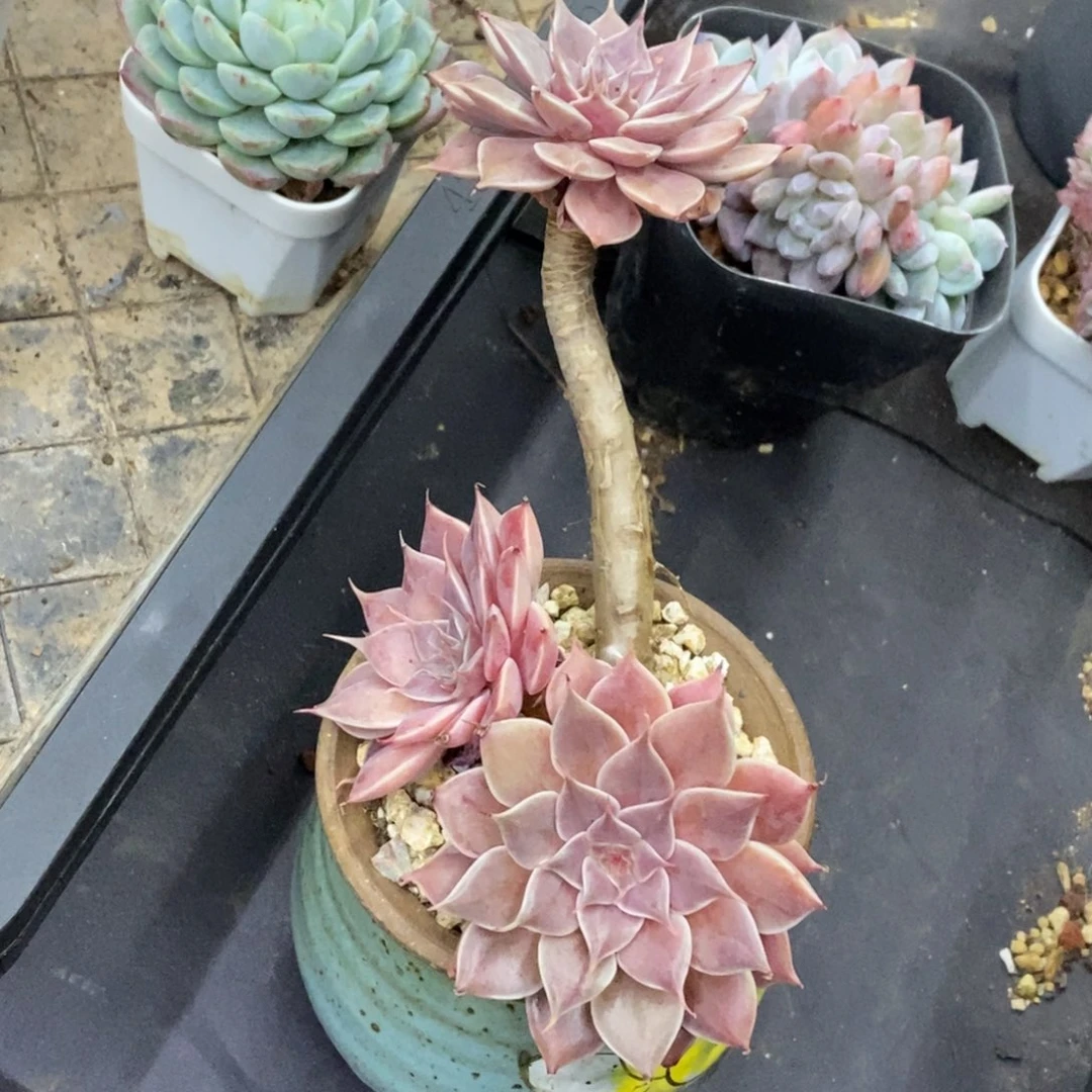 精品多肉一物一拍不包整135