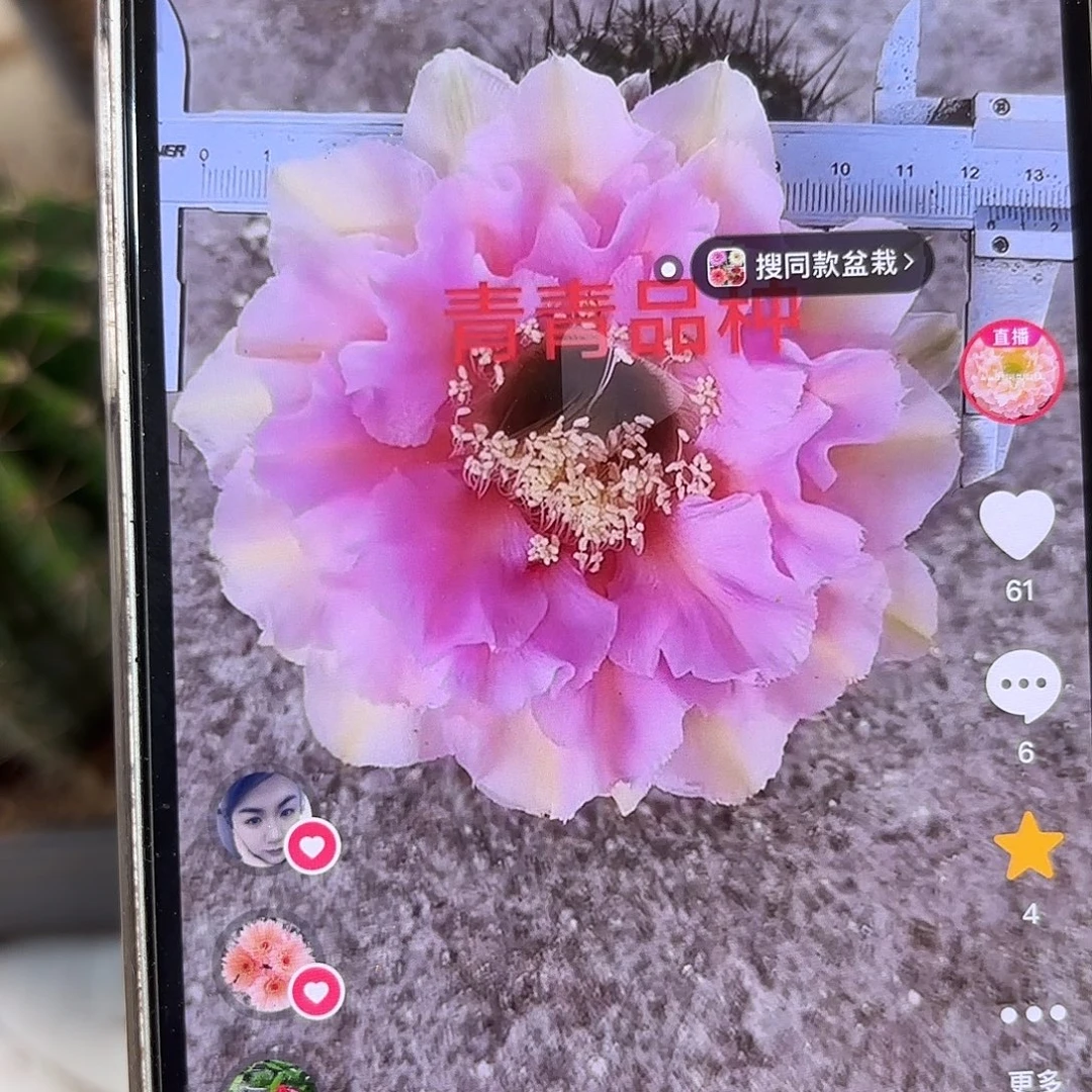 彩草1-36号9公分左右