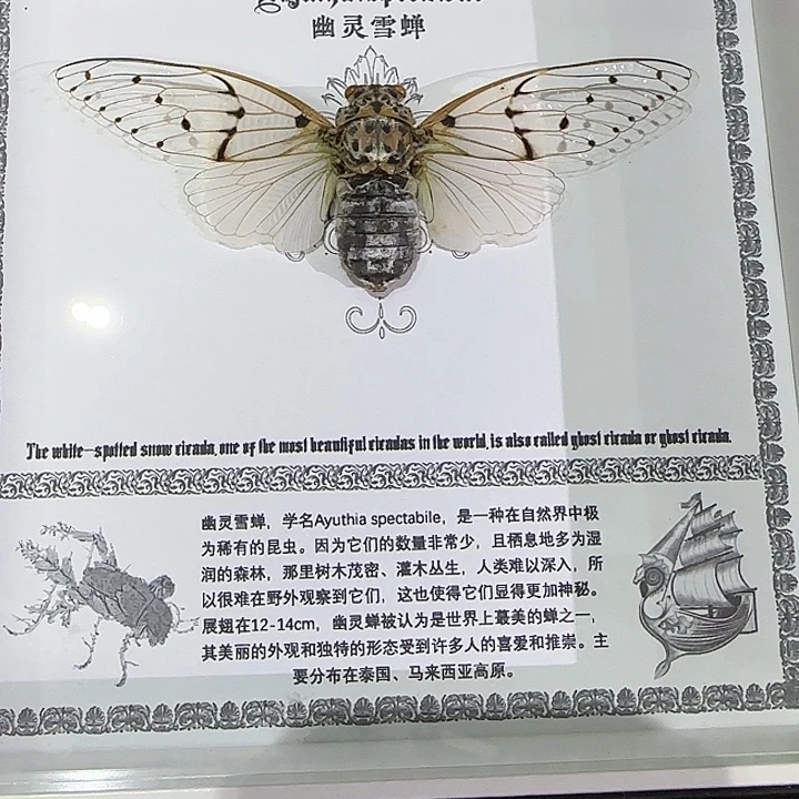 阿***贡幽灵雪蝉蝴蝶标本专拍