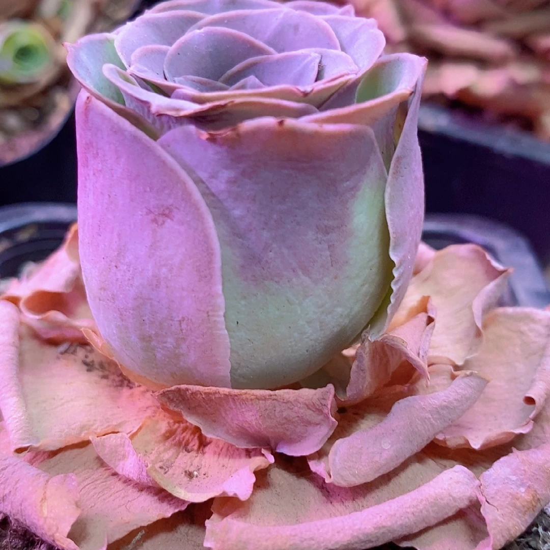 山地玫瑰一物一拍207漫山红