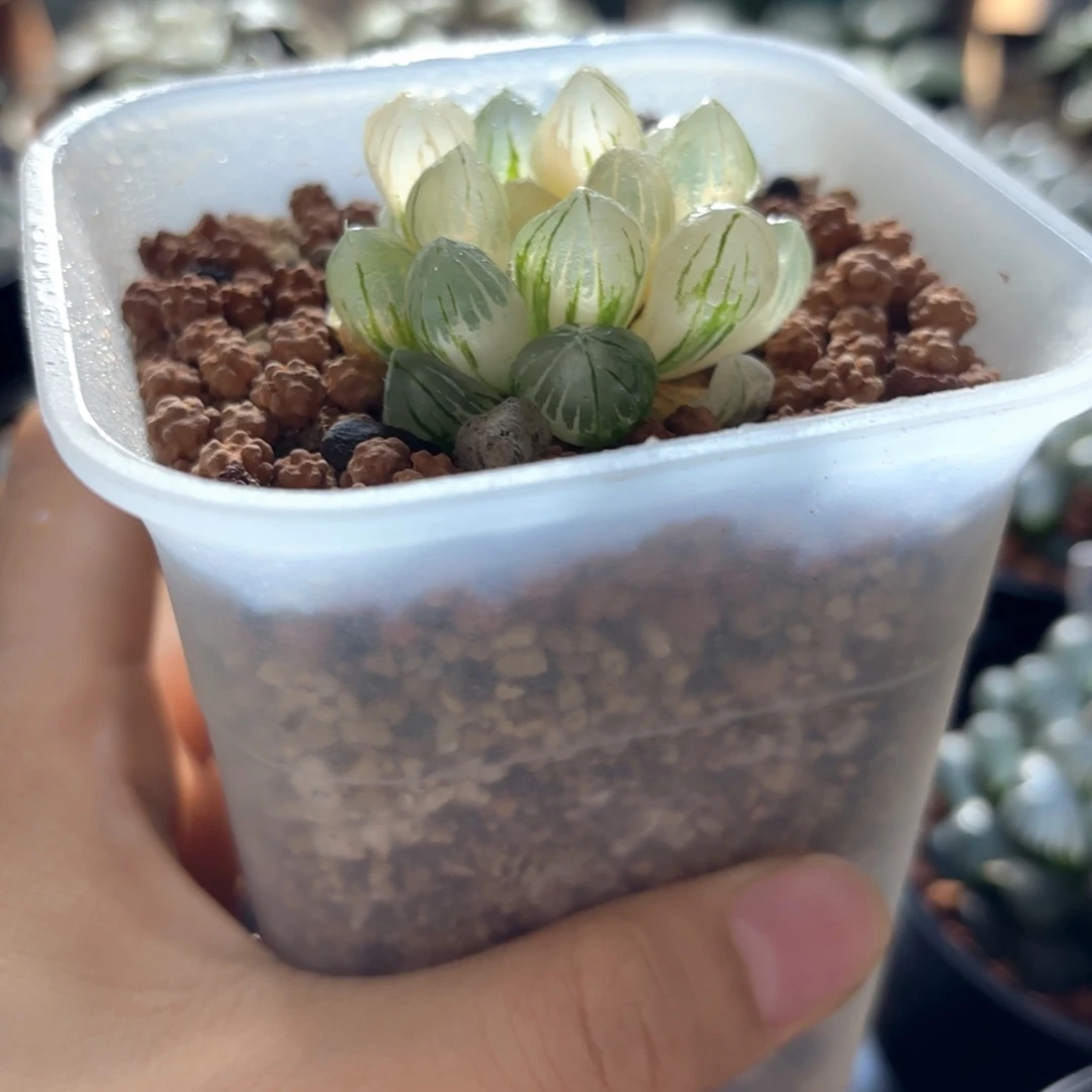 Om玉露锦带盆带土发货