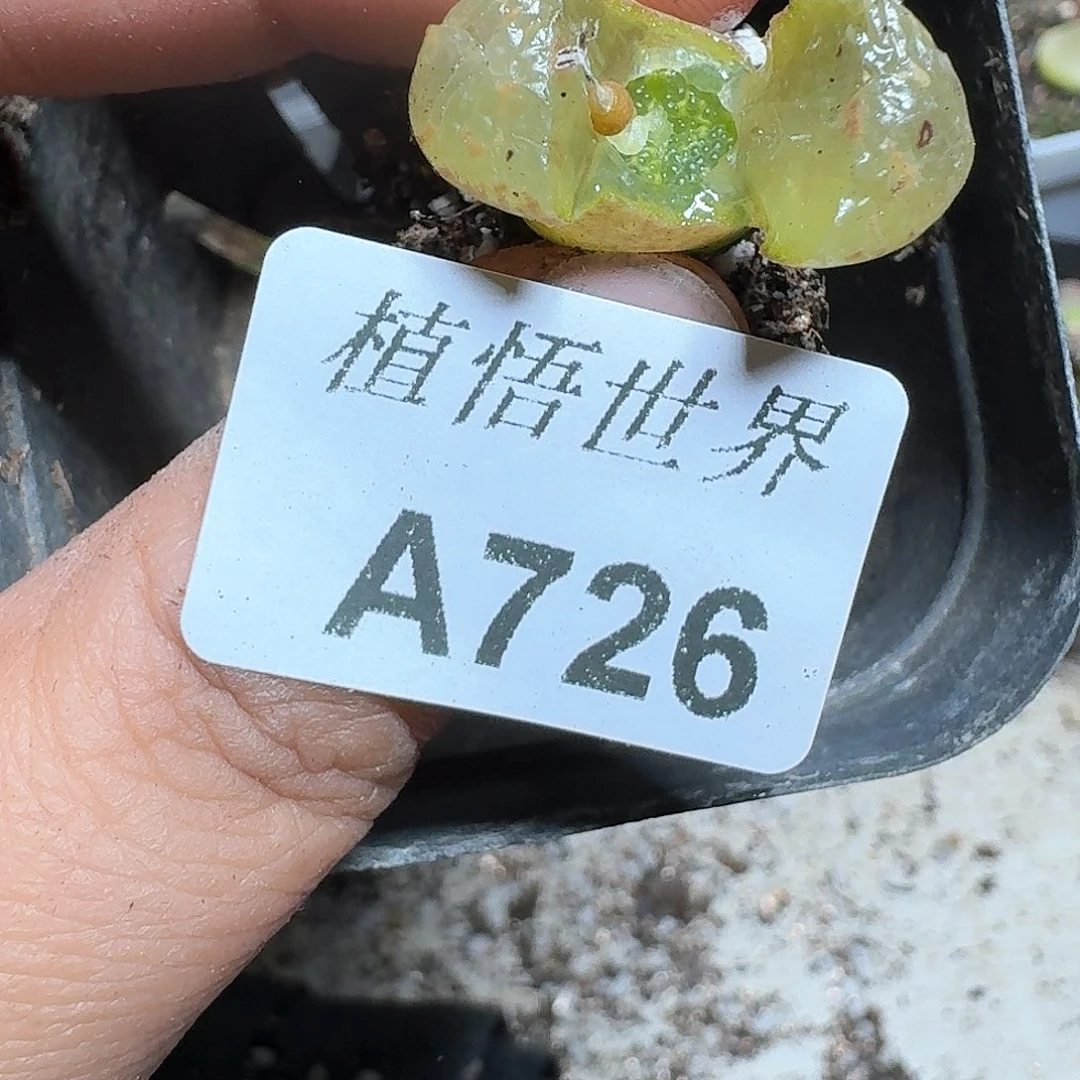 726盒多肉植物哇f g