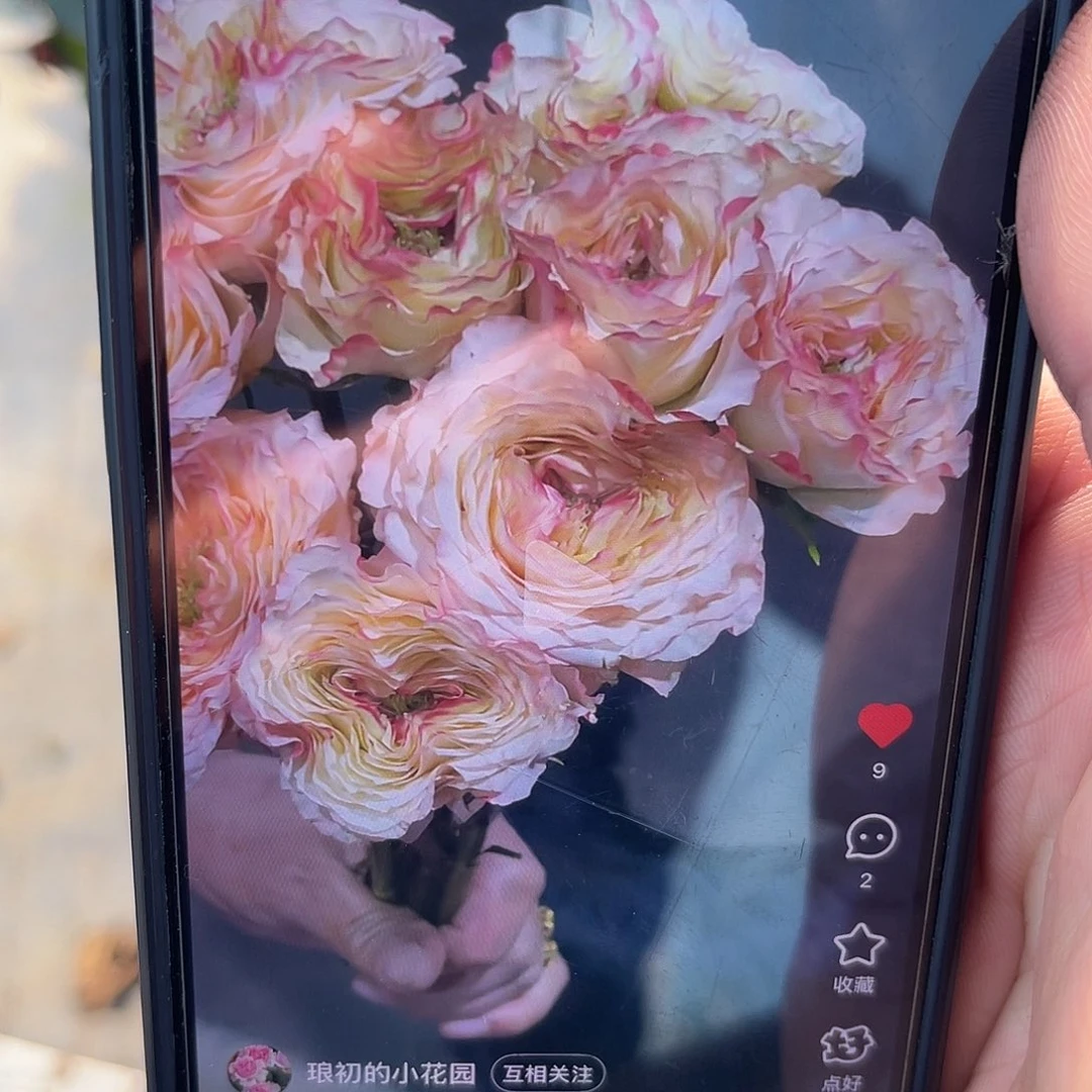 无花朵———-奇幻迷踪 福利款