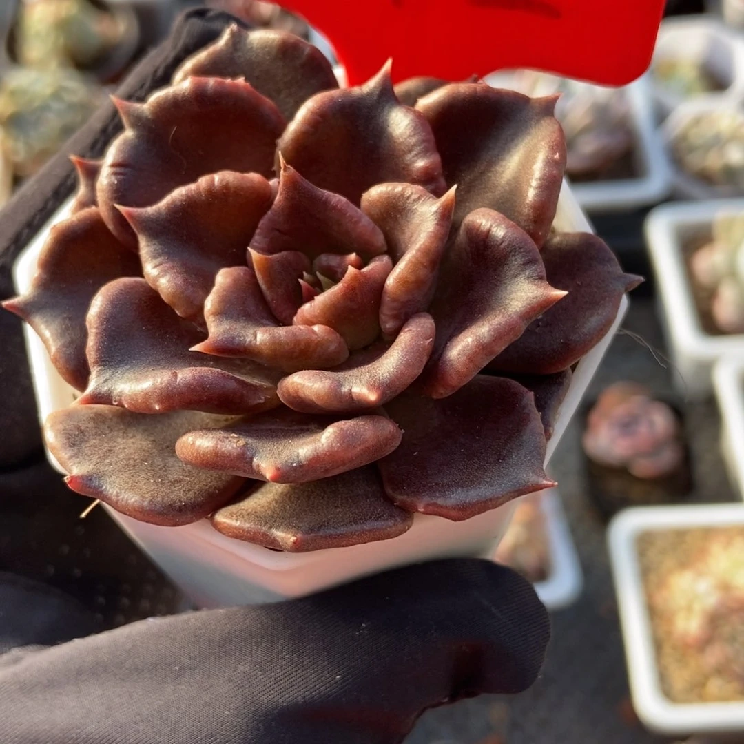 1742黑饺子皮多肉植物