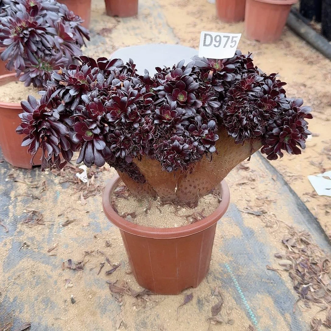 975欧紫有伤一颗呀呀