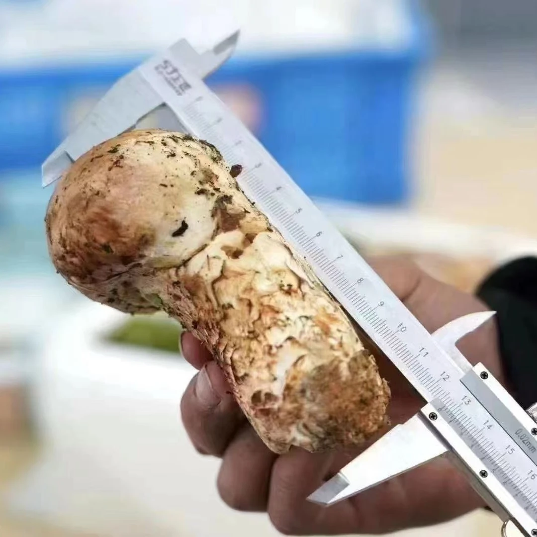 2025云南鲜松茸产地直供现采现发可刺身煲汤营养食用