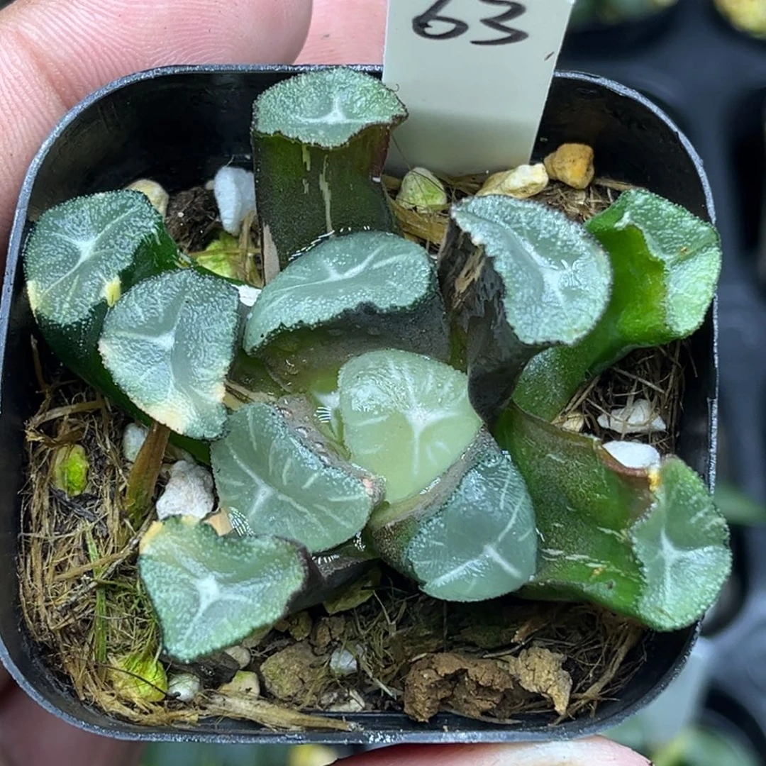 63玉龙万象锦头家多肉十二卷