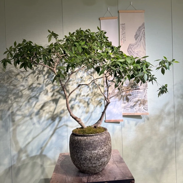 [海岛园艺] 海岛栀子花 大满贯飘枝 一物一拍