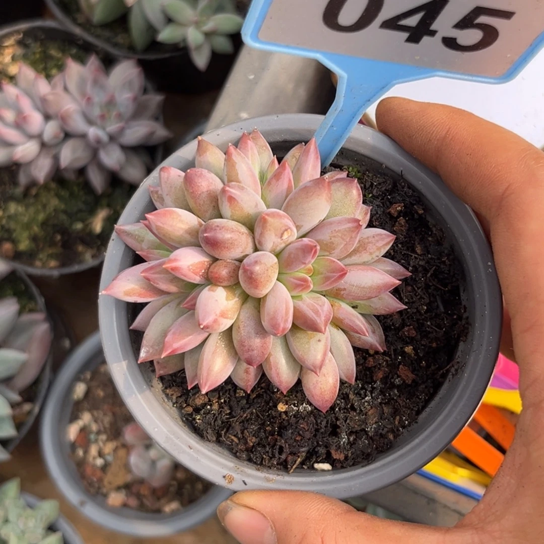 多肉植物虞美人群045