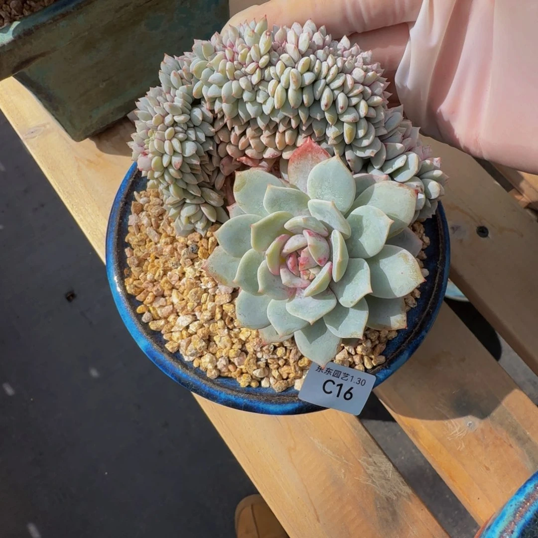 空*。c c c c c c c c c 16