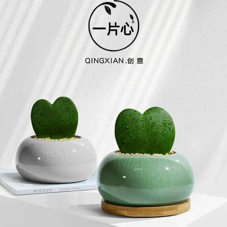 一片心多肉小盆栽办公室创意礼物室内绿植心叶球兰桌面植物好养活