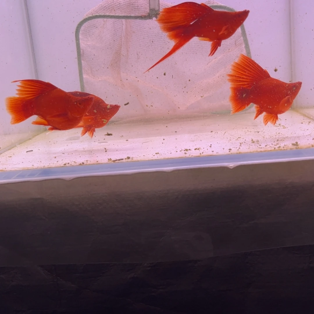 W***I红剑鱼高鳍红箭球