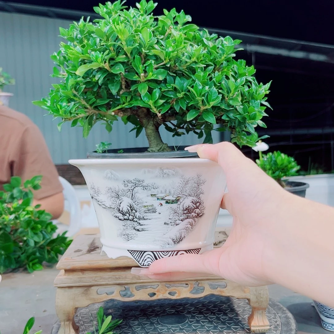 胡***子寿星栀子花花花花