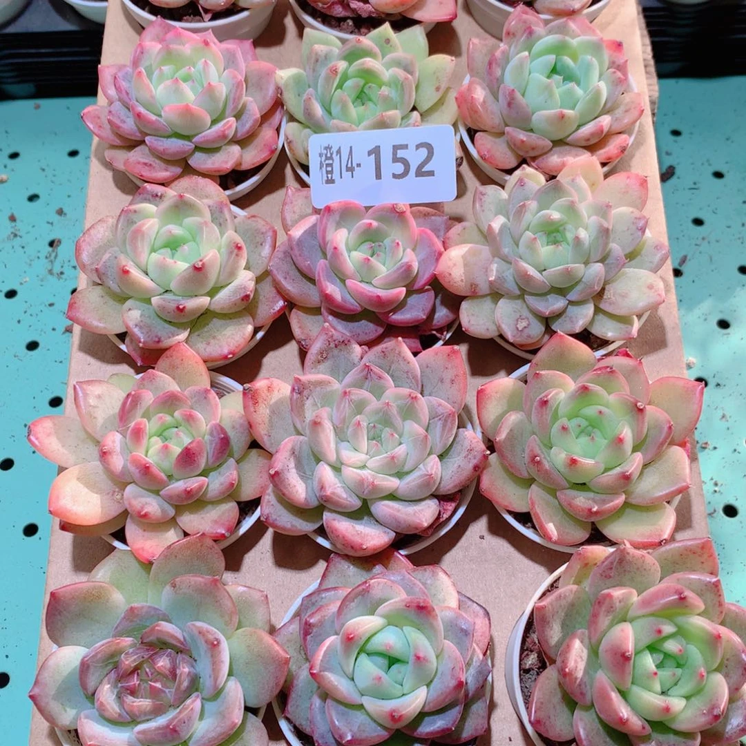 14-152一物一拍多肉带盆18颗