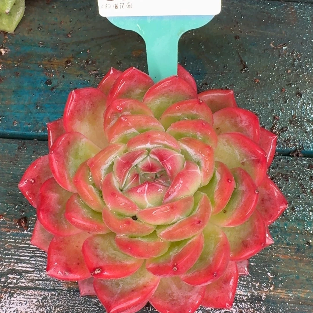 从前慢花园多肉编号1117-392