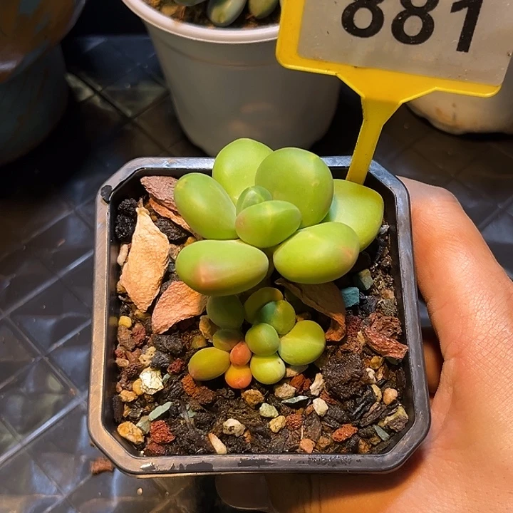 多肉植物芒果奶881