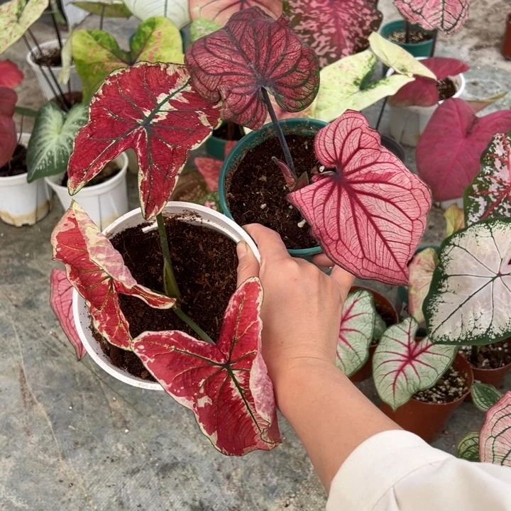 T***p不开花植物A579,569不包种球大小不包叶损