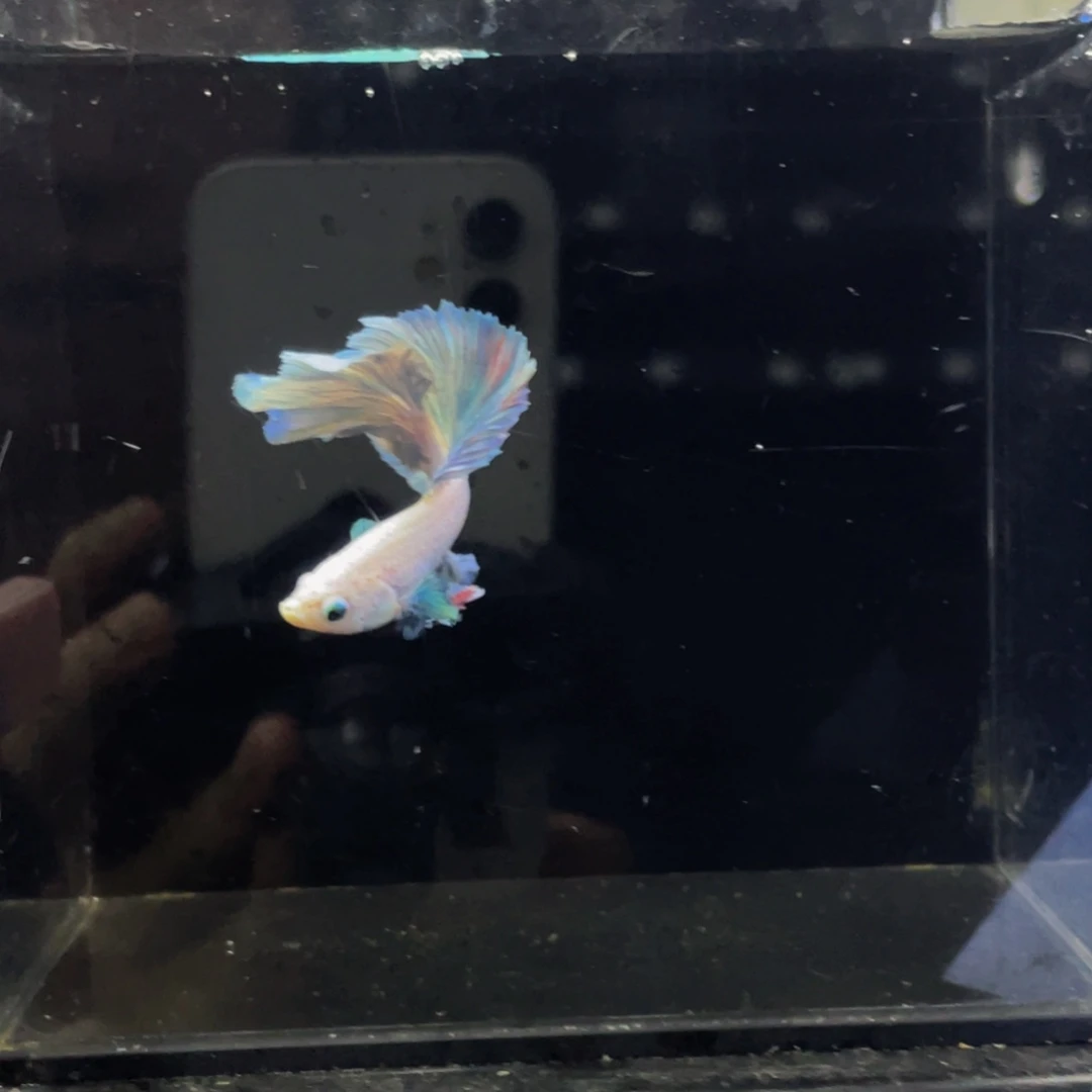 蓝口孵鱼Hahahahah 511