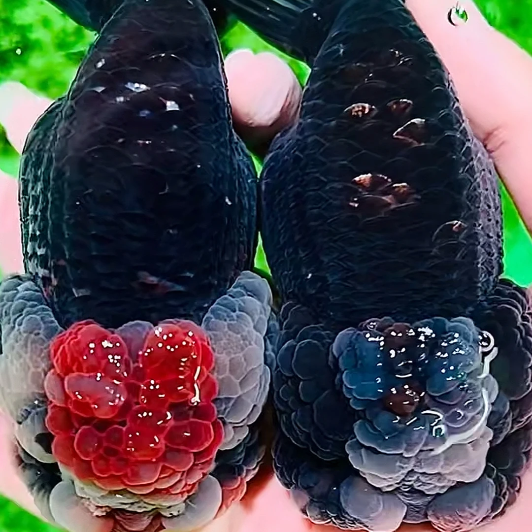 奇珍异寿娃娃脸兰寿3号观赏鱼（运输中不接受退换，活体不得拒收）