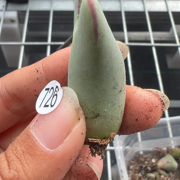 726干这颗多肉有点好看