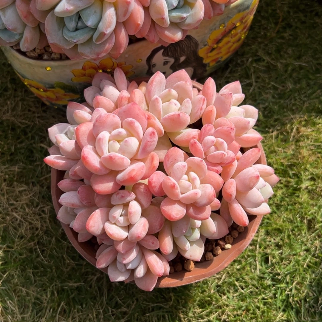 萌萌222222222222222