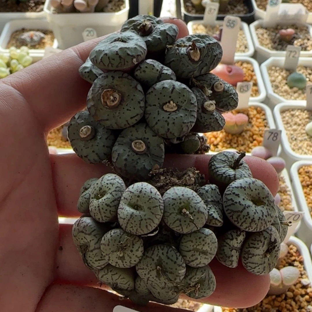 【闪购商品】21105