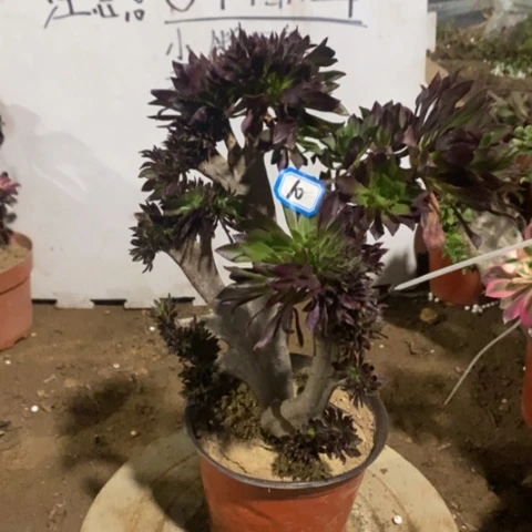 黑法师缀一物一拍