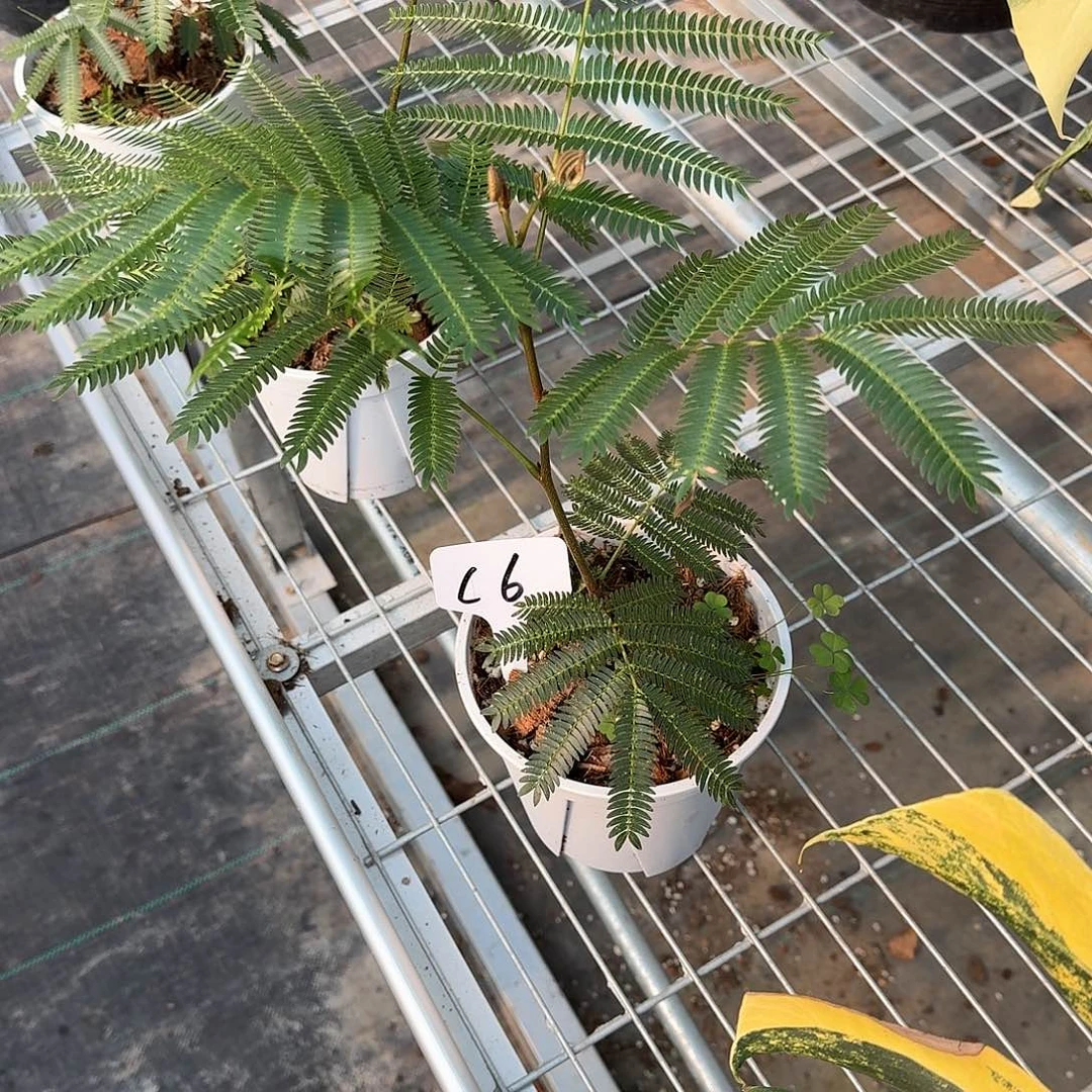 无花朵华*风猴子福利c6