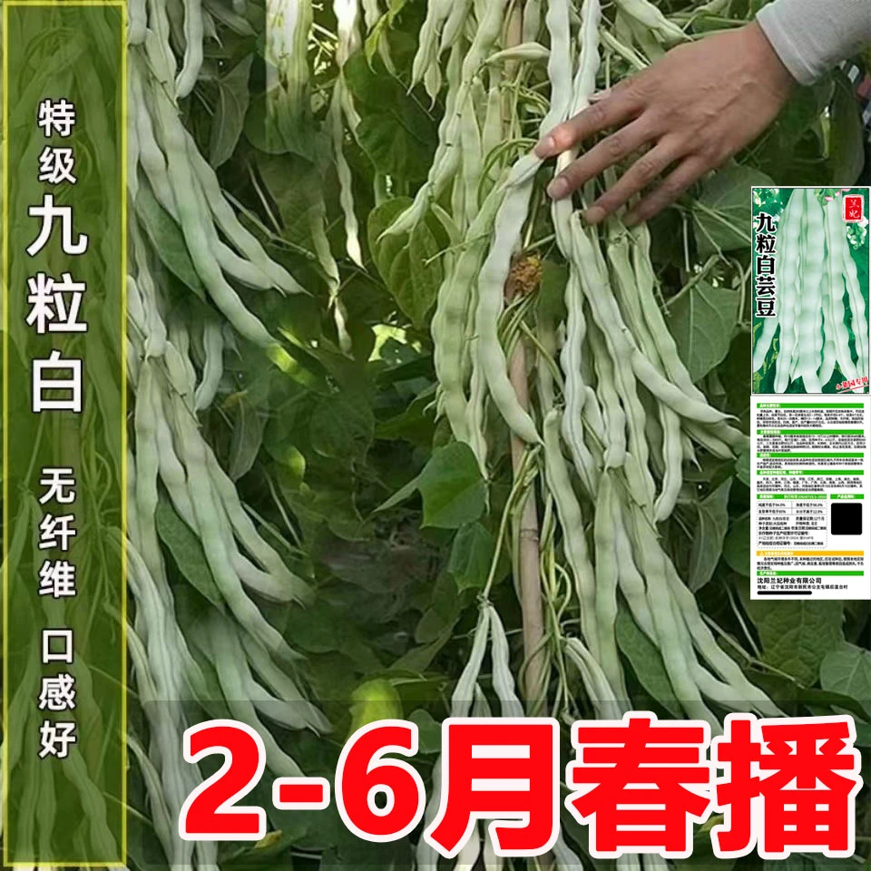 正宗四季九粒白芸豆种子优质高产抗病多茬采收家里小院种蔬菜种子