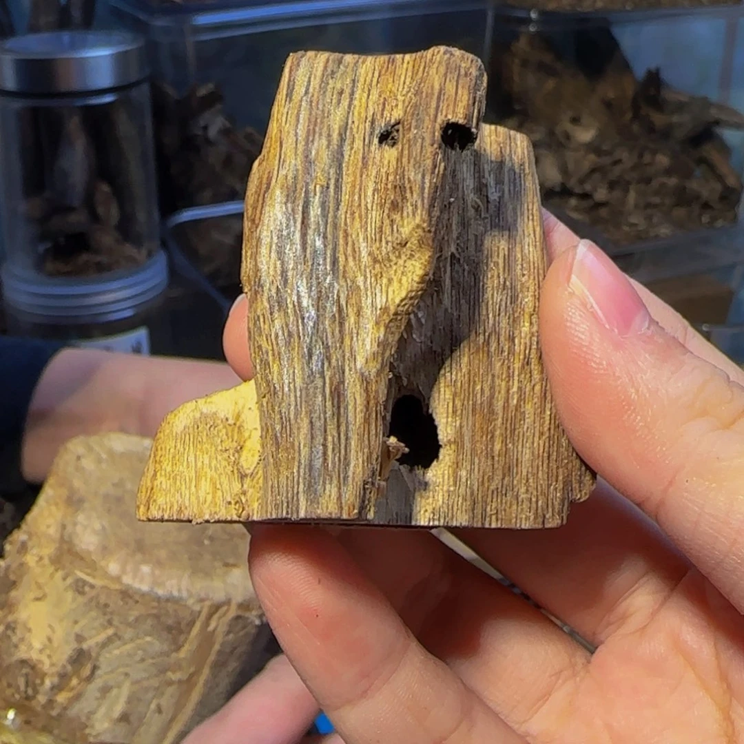 沉香沉香碎屑虫漏福利25