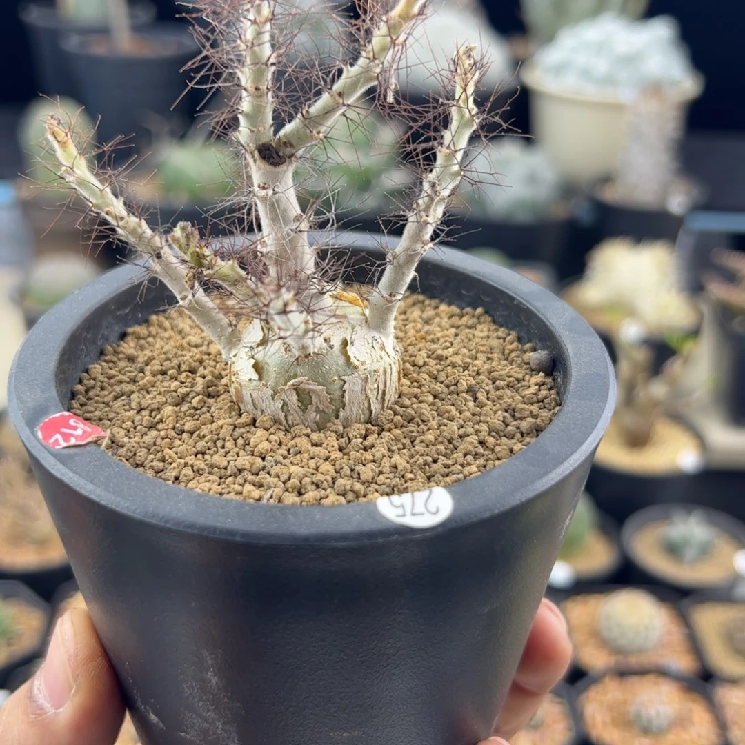 索马里麻风树2.9一物一拍275