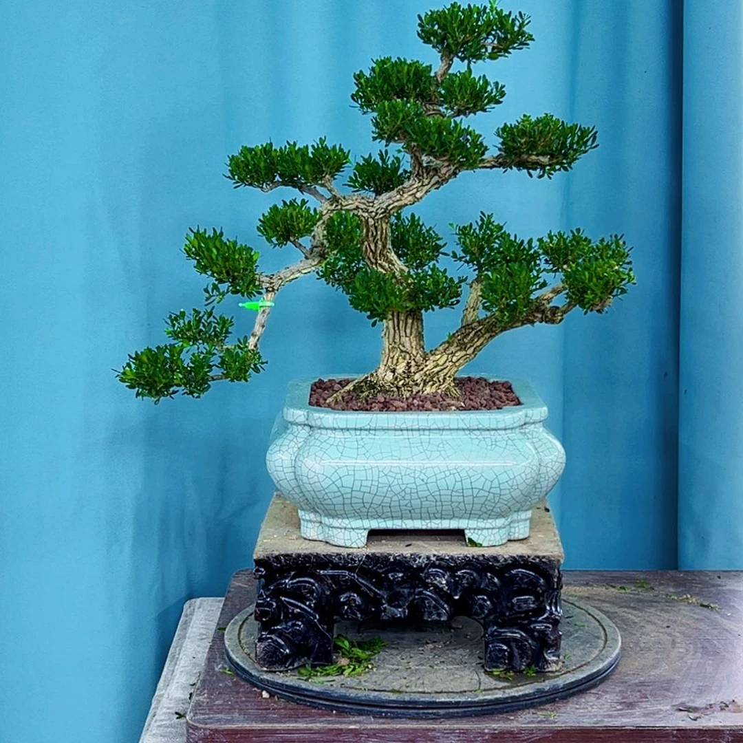 无花朵高端盆景艺术精品